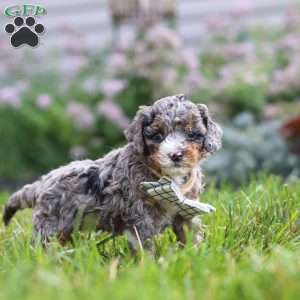 Luka, Cavapoo Puppy